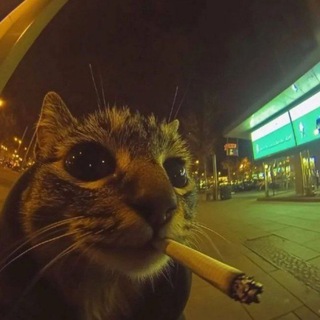 Барсик